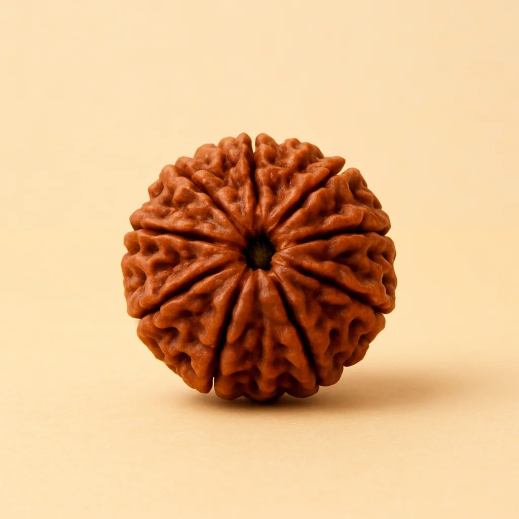 Nepal Origin 11 Mukhi Rudraksha - 17mm to 22mm