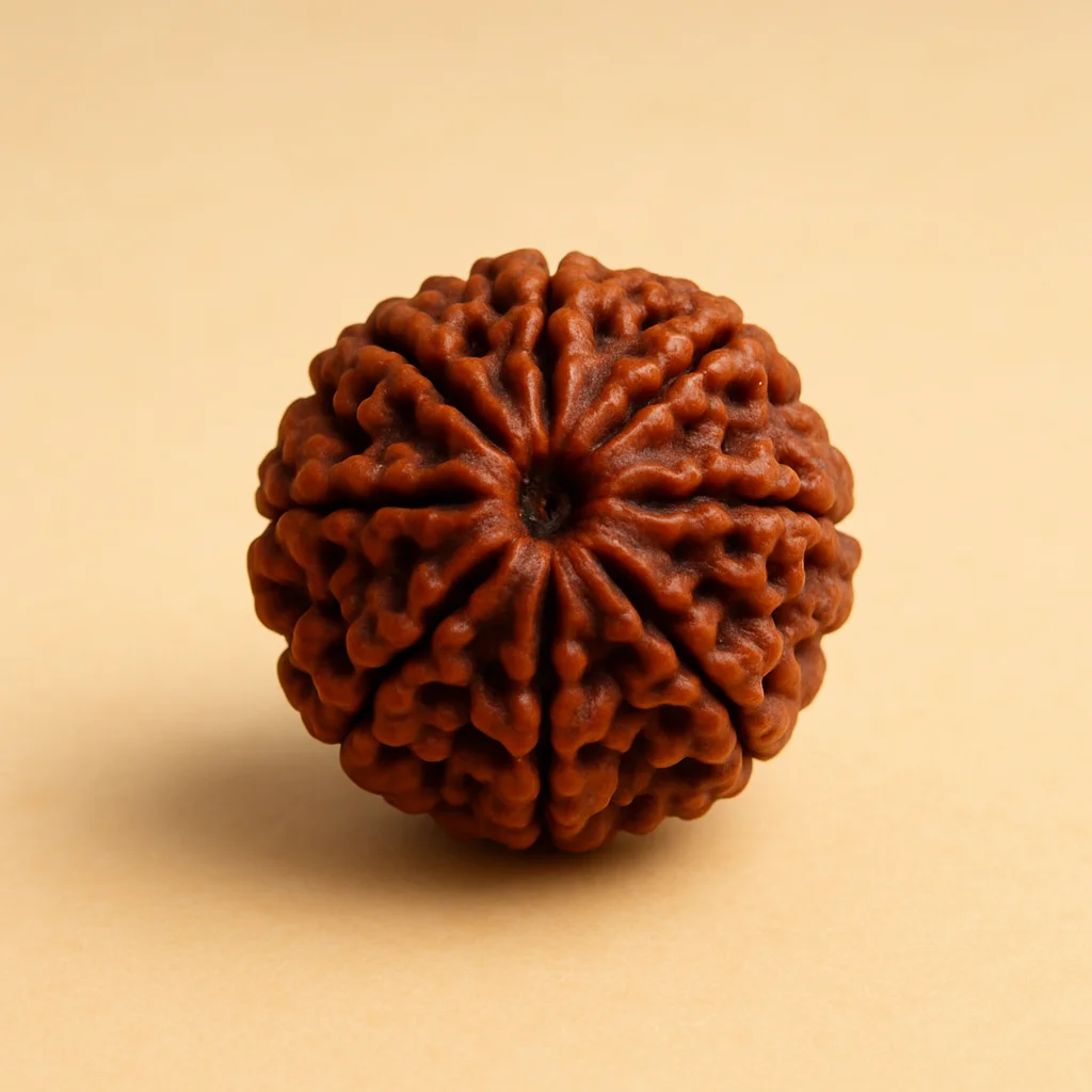 Nepal Origin 8 Mukhi Rudraksha - 17mm to 22mm